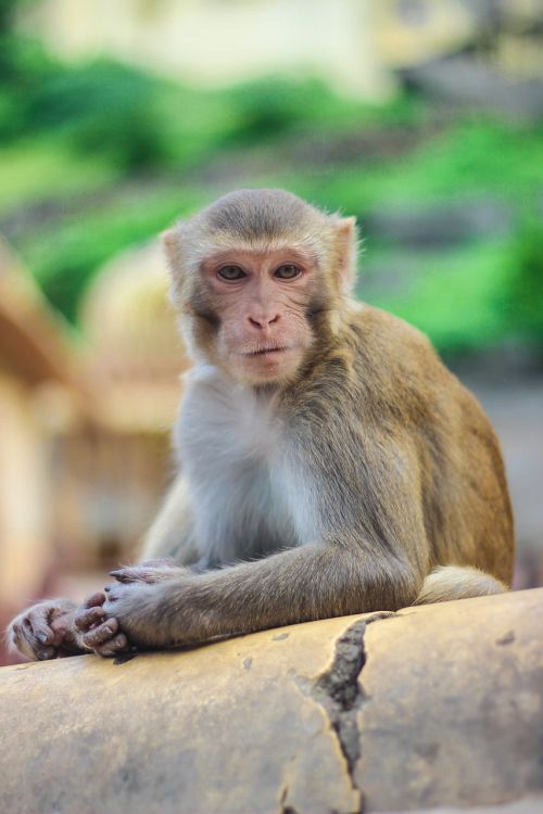 monkey primate wildlife