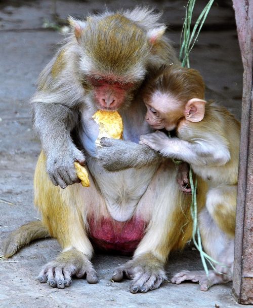 monkey baby mother
