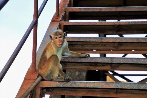 monkey primates travel