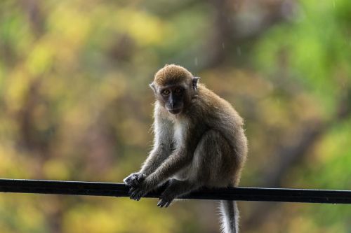 monkey animal world primate