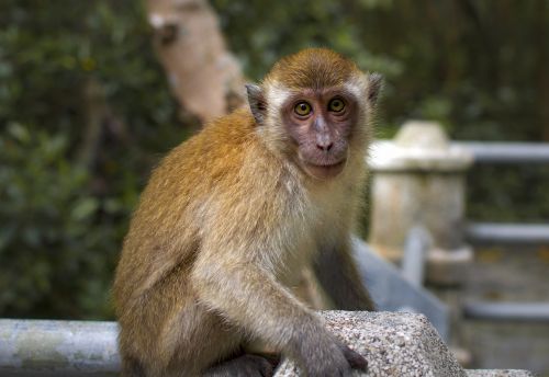 monkey primate wildlife