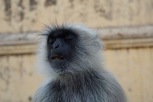 monkey primate animal world