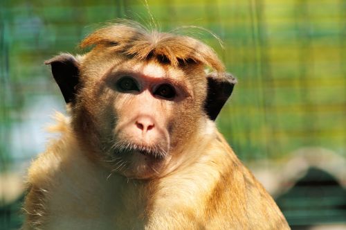 monkey mammal zoo