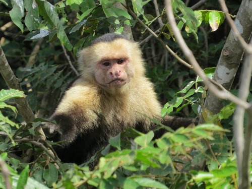 monkey  wildlife  nature