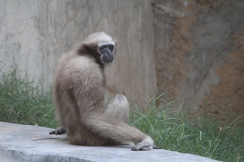 monkey  primates  wildlife