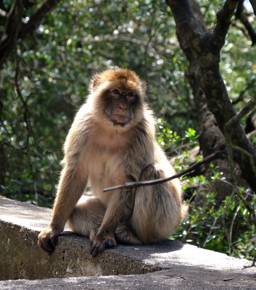 monkey  animal world  primate