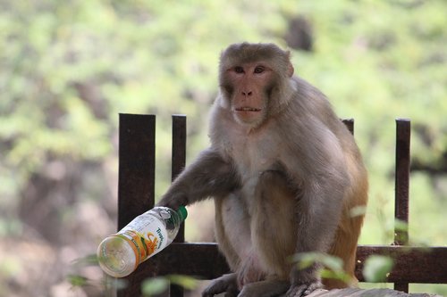 monkey  primate  ape