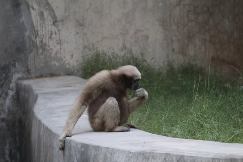 monkey  zoo  wildlife