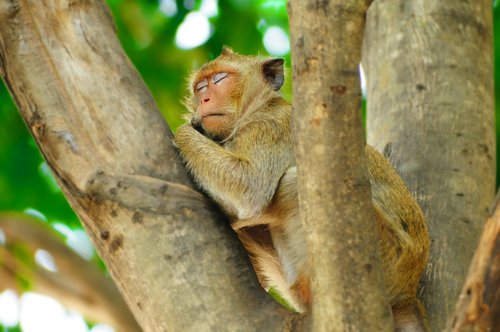 monkey  wildlife  primate