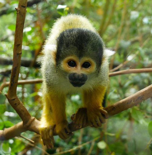 monkey  primate  animal world