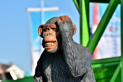 monkey  chimpanzee  ape