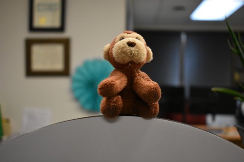 monkey  stuffed animal  adorable