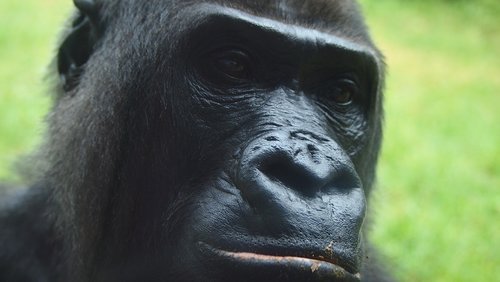 monkey  primate  gorilla