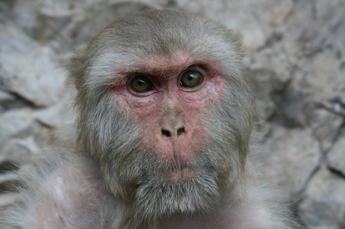 monkey  india  portrait
