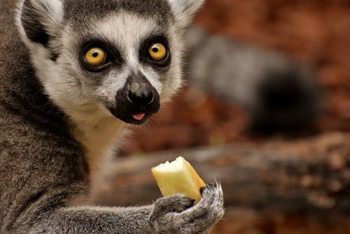 monkey  lemur  cute