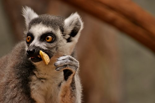 monkey  lemur  cute