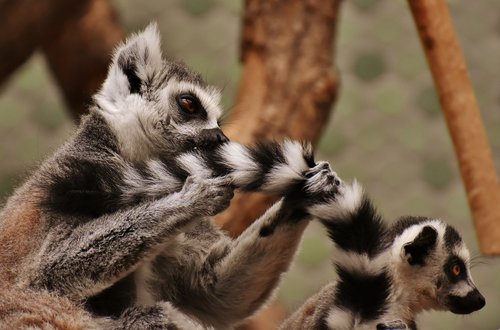 monkey  lemur  cute