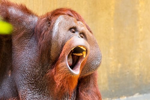 monkey  primate  orangutan