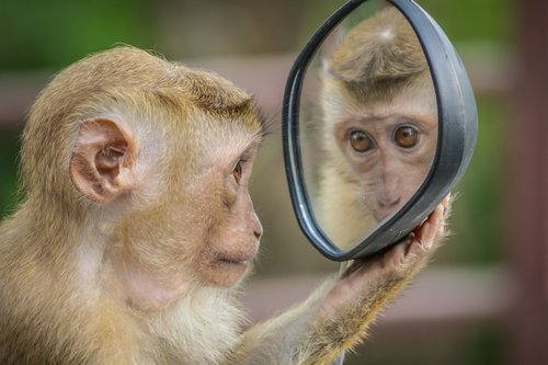 monkey  mirror  stare