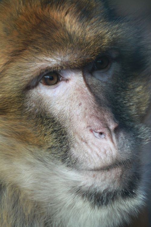 monkey barbary ape portrait