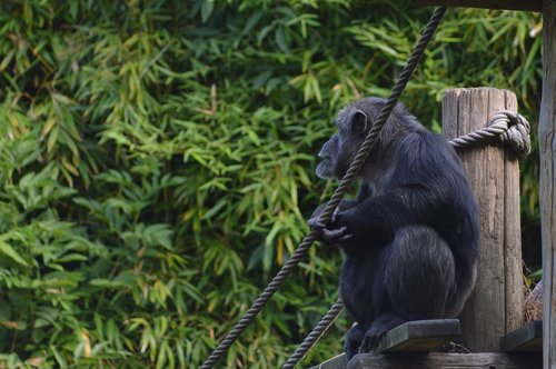 monkey  chimpanzee  primate