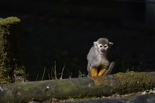 monkey  primate  zoo