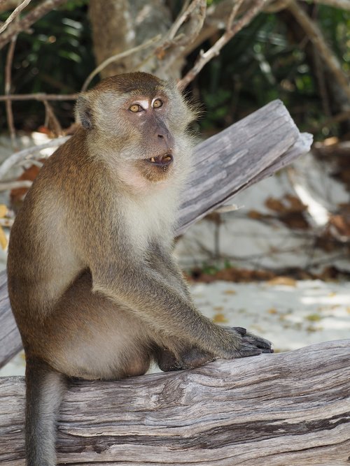 monkey  animal  thailand
