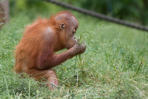 monkey  orang-utan  nature