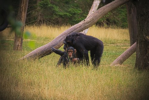 monkey  animal  africa