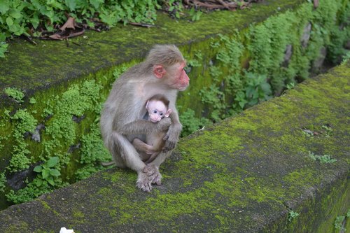 monkey  thenmala  animals