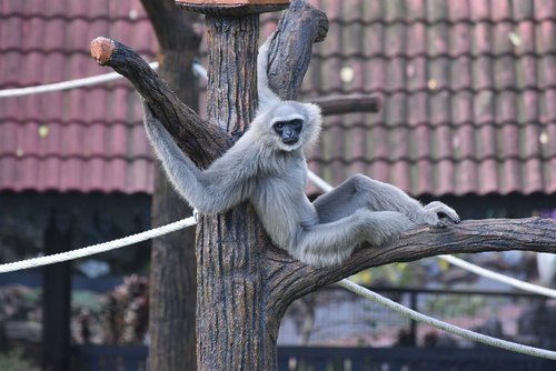 monkey  primate  malaysia