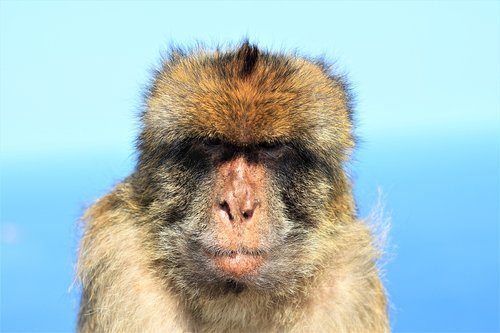 monkey  portrait  grim