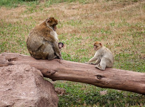 monkey  primate  young animal