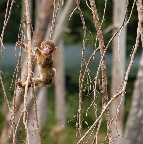 monkey  primate  young animal