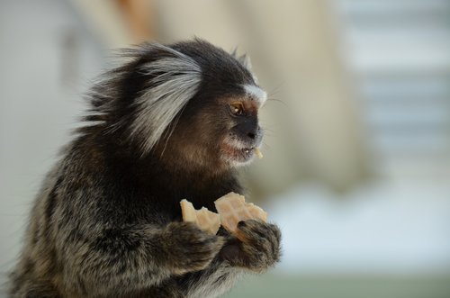 monkey  marmoset  animal