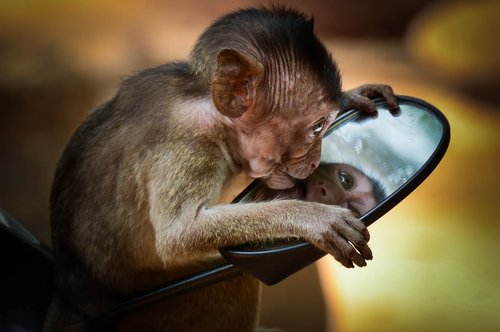 monkey  nature  primate