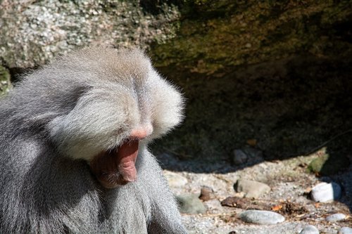 monkey  grey  animal