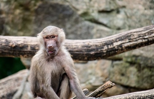 monkey  primate  animal