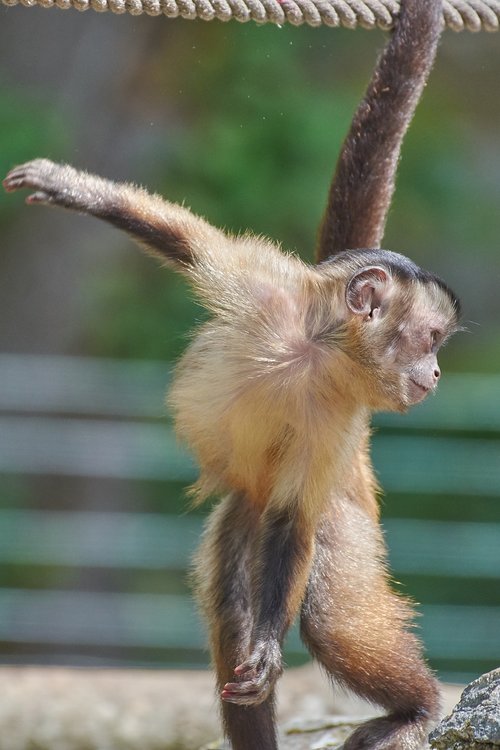 monkey  capuchin  furry