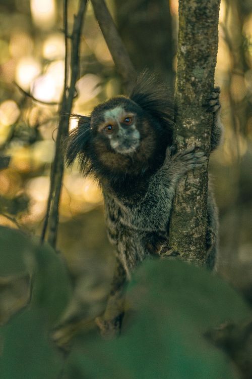 monkey brazil nature