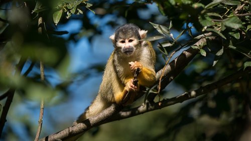 monkey  nilson  squirrel monkey