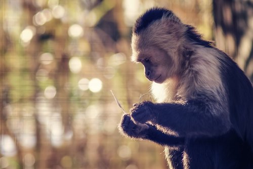 monkey  mood  zoo