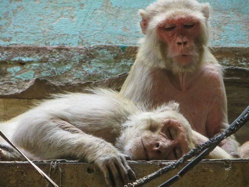 monkey  varanasi  india