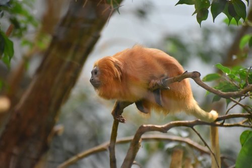 monkey  tree  animal