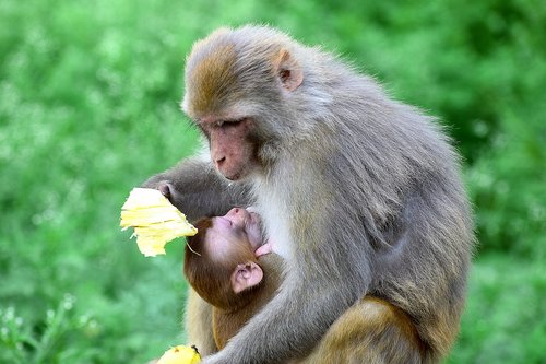 monkey  baby  ape