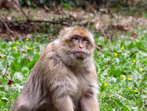 monkey  primate  mammal