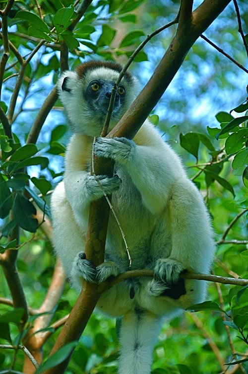 monkey  zoo  mammal