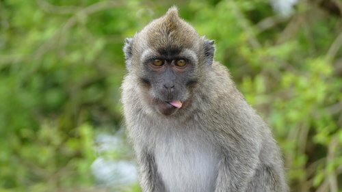 monkey  ape  mauritius
