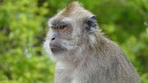 monkey  ape  mauritius