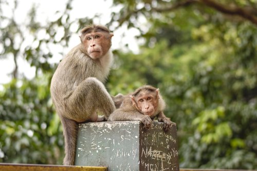 monkey  mom  care
